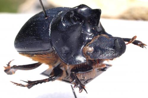 Dichotomius sp.